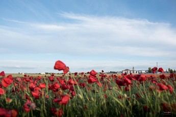Rutas para disfrutar de la floración de amapolas en Socuéllamos, La Mancha