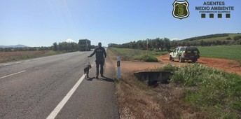 Rescatan a un galgo en carretera peligrosa en Valdepeñas