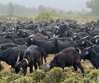 Gobierno de C-LM incrementa en 300.000 euros las ayudas para recursos genéticos ganaderos