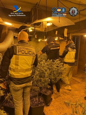 Desmantelan en Guadalajara un grupo criminal que cultivaba marihuana en una vivienda