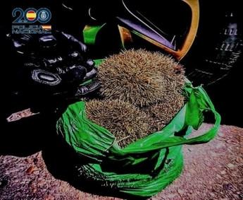 Detenidos cuatro cazadores ilegales en Ciudad Real por maltratar erizos