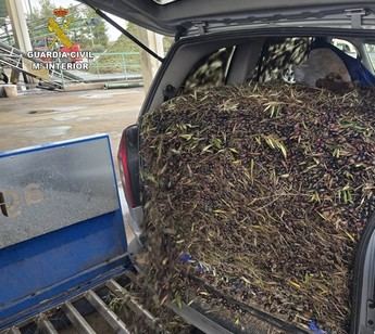 Detenidos dos por receptar 131.000 kilos de aceituna robada en Ciudad Real