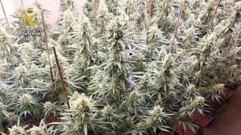 Desmantelan en Ajofrín tres cultivos de marihuana y detienen a siete personas