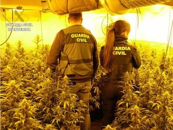 Desmantelan en Enguídanos dos cultivos de cannabis con más de 500 plantas