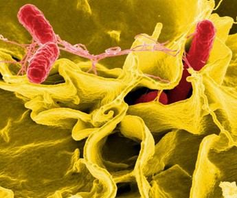La Agencia de Seguridad Alimentaria advierte sobre salmonella en batidos veganos de la marca '226ERS'