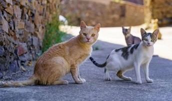 La Diputación de Albacete destina 180.000 euros para el cuidado de gatos y perros abandonados