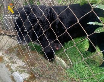 Mujer investigada por abandono de un perro en Carranque