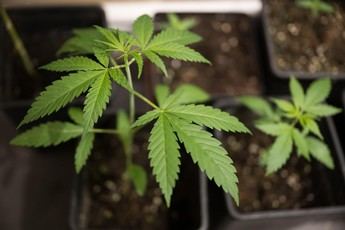 Fiscalía solicita 4 años y medio de prisión por tráfico de drogas en Villarrobledo
