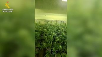 Desmantelan dos cultivos de marihuana en Seseña y arrestan a tres personas