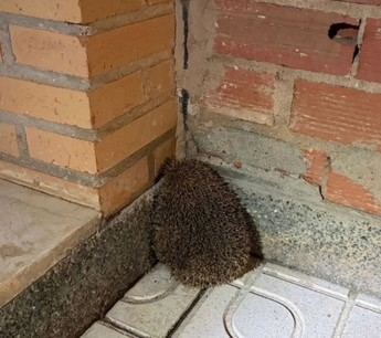 La Policía Local de Cuenca salva a erizo en peligro de atropello