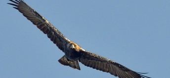 SEO/BirdLife impugna el parque eólico en Bonete por supuesto riesgo ecológico
