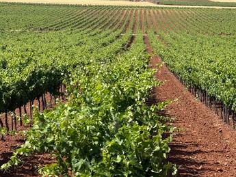 La justicia otorga a Intervaldepeñas los activos de la DO Valdepeñas