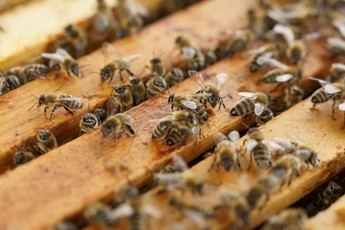 Apicultores de Ciudad Real se unen para rescatar enjambres de abejas en espacios públicos
