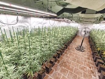 Desmantelan en Añover del Tajo la mayor plantación de marihuana en 12 años