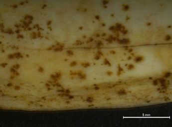 Investigación revela cómo las raíces de plantas marcan los huesos en yacimientos arqueológicos