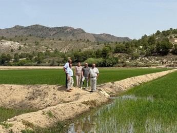 Castilla-La Mancha destaca el arroz de Calasparra, cultivado en Hellín, como clave por su calidad y sostenibilidad