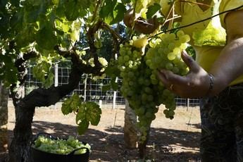 El Ministerio de Agricultura aprueba 903 hectáreas para viñedos en 2026, 653 en Castilla-La Mancha
