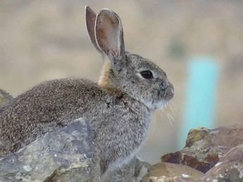 WWF solicita a Castilla-La Mancha un plan para proteger al conejo de monte y su coexistencia con la agricultura