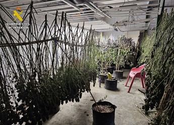 Desmantelan plantación de cannabis en Munera (Albacete) y detienen a seis albaneses