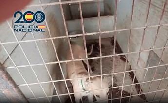 Desmantelan cultivo de marihuana y rescatan animales en Malagón
