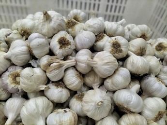 Los productores de ajo en España piden ayuda a la UE para evitar su desaparición ante la competencia egipcia