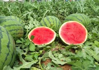 Asaja Ciudad Real alerta sobre robos en explotaciones agrícolas antes de la cosecha