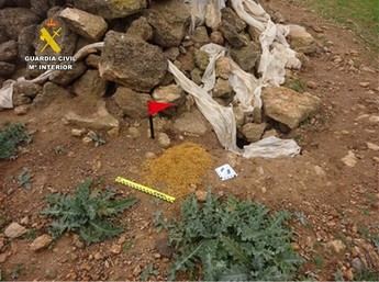 Tres personas investigadas por envenenar fauna en Castilla-La Mancha