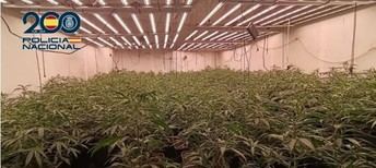 Desmantelan plantación de marihuana en Malagón y detienen a un sospechoso