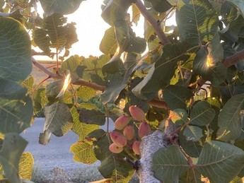 Estudio revela que el pistacho de Castilla-La Mancha es más sostenible que el de California