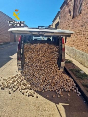 Tres hombres investigados por robar casi dos toneladas de ajos en Tarazona de la Mancha (Albacete)