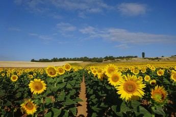 IRIAF inicia ensayos de 50 variedades de girasol para mejorar la agricultura