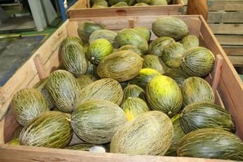 Cosecha de melón y sandía en Castilla-La Mancha será similar a la del año pasado, con calidad excelente