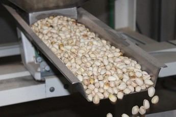 Previsión de cosecha de pistacho en Castilla-La Mancha cae un 27% respecto al año anterior