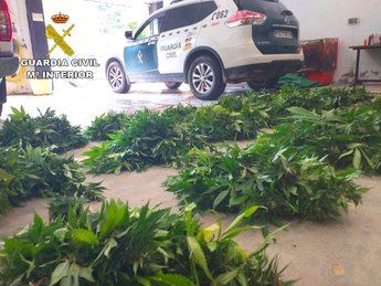 Detenido un hombre en Guadalajara con 400 plantas de marihuana