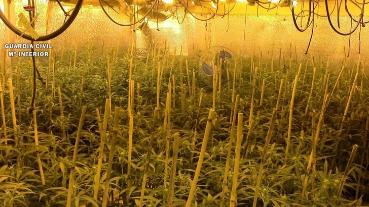 Desarticulada una organización criminal dedicada al tráfico y cultivo de marihuana en Ajofrín (Toledo)