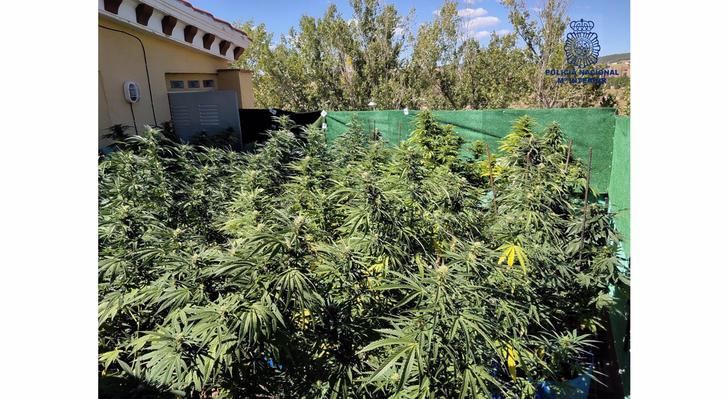 Desmantelan una plantación de marihuana instalada en la azotea de una vivienda de Cuenca