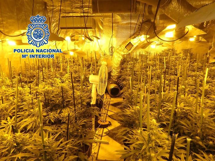 Detenidas dos personas en El Casar de Escalona (Toledo) por tener más de 2.000 plantas de marihuana