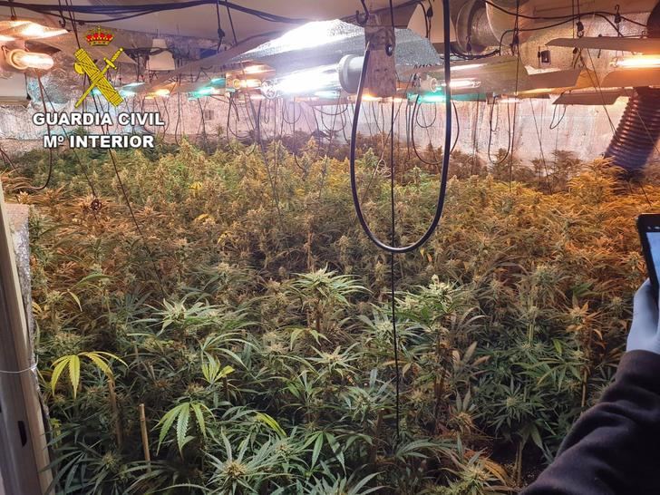 Detenidas tres personas por el cultivo de 732 plantas de marihuana en Noez (Toledo)