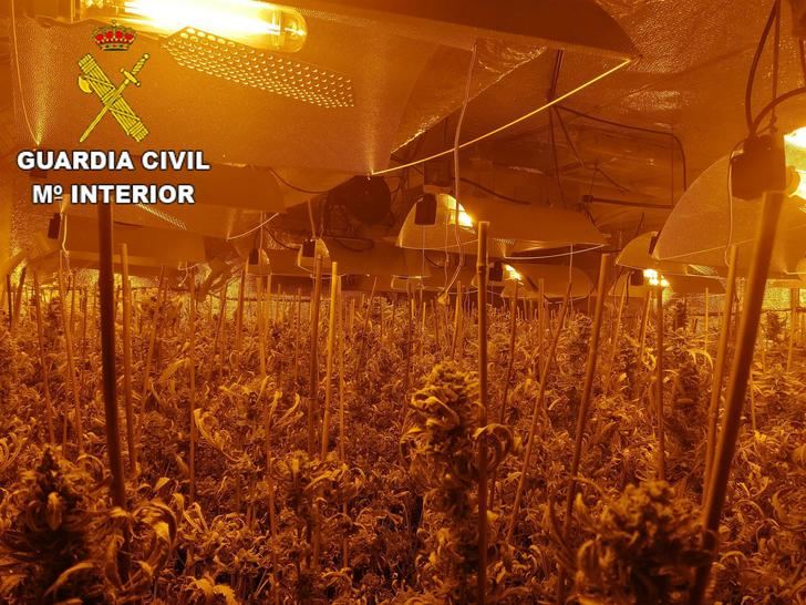 Detenido un hombre de 32 años en Ciruelos (Toledo) por cultivar marihuana