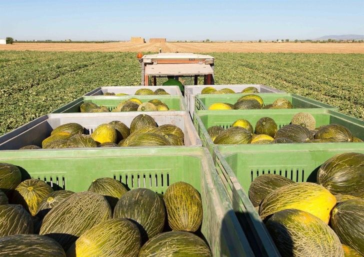 Mercadona prevé comprar 60.000 toneladas de melón piel de sapo y colabora con proveedores locales para comercializarlo