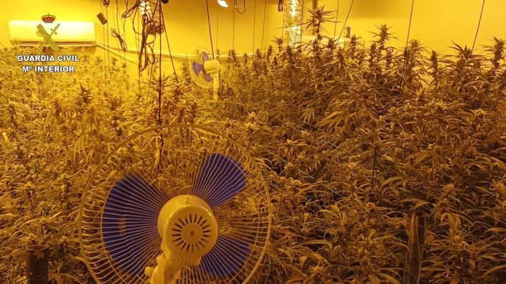 Seis detenidos e intervenidas más de 3.100 plantas de marihuana en de Torrijos y Val de Santo Domingo