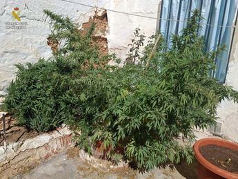 Localizadas 24 plantas de marihuana en varias viviendas en Tomelloso, tres detenidos y un investigado