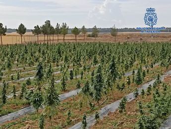 Desmantelan dos plantaciones con 41.000 plantas de marihuana en Tembleque y Villacañas