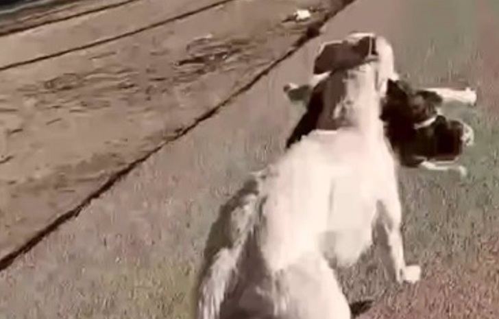 La Asociación Protectora Tula denuncia a dos galgueros por cazar gatos en una colonia felina de Albacete con sus perros
