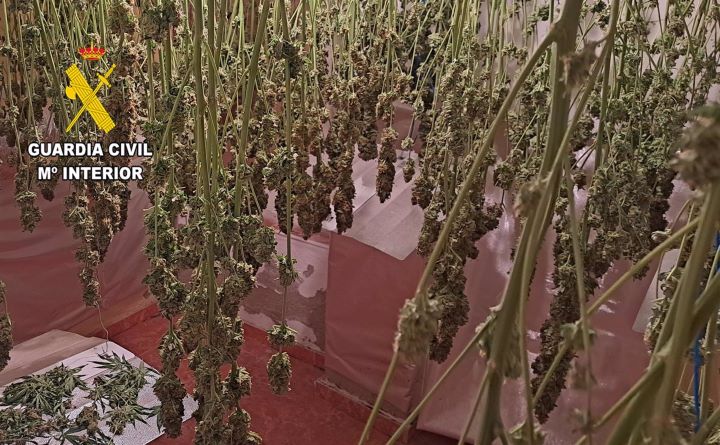 Dos detenidos en Albacete tras intervenir 9.500 dosis de marihuana acusados también de enganche ilegal a red