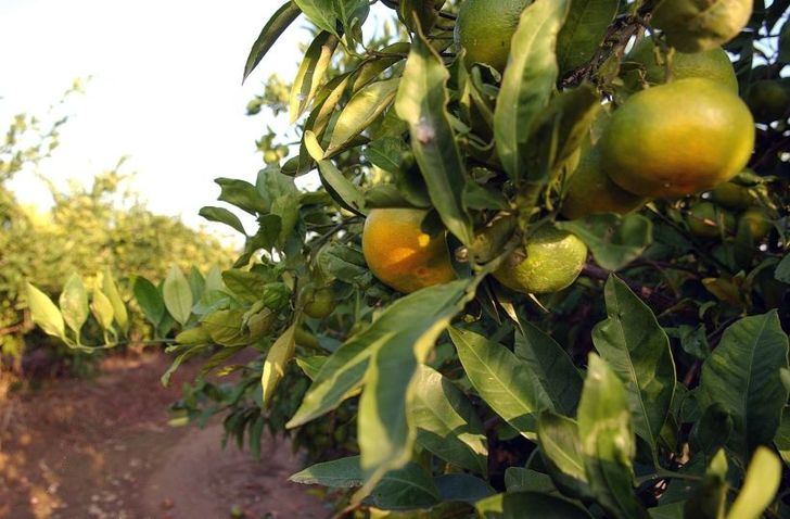 90.000 escolares de C-LM participarán en programas de reparto de leche, fruta y hortalizas, de la Junta