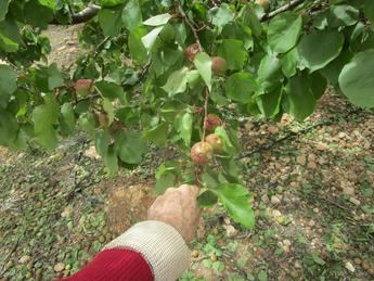 Última oportunidad: El 20 de enero finaliza el plazo para suscribirse al seguro de explotaciones frutícolas en Albacete