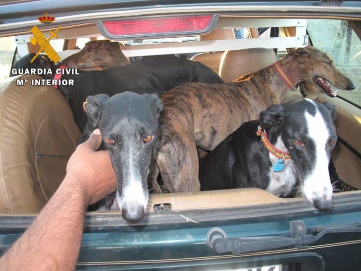 Imagen de archivo de galgos robados.