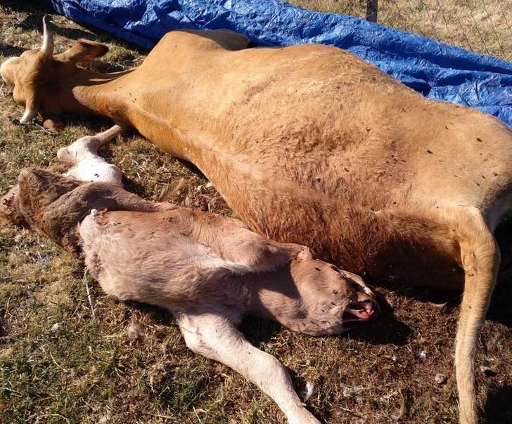 ASAJA CLM demanda una mejor gestión de los muladares para evitar el ataque de los buitres al ganado