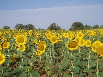 El Centro Agrario de Albaladejito anuncia los campos de ensayo de girasol para 2025
